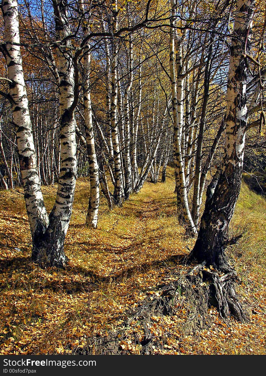 Birch alley in the autumn