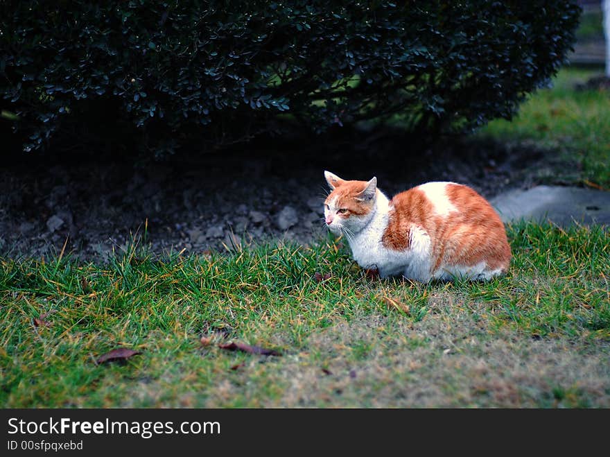 A cat in the campus