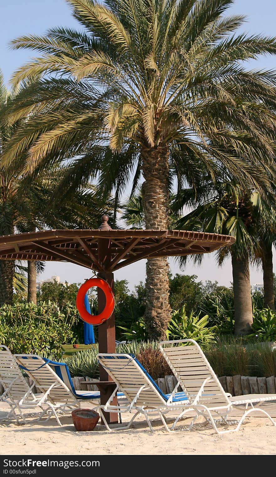 Beach chairs on the sand facing palm trees. Beach chairs on the sand facing palm trees