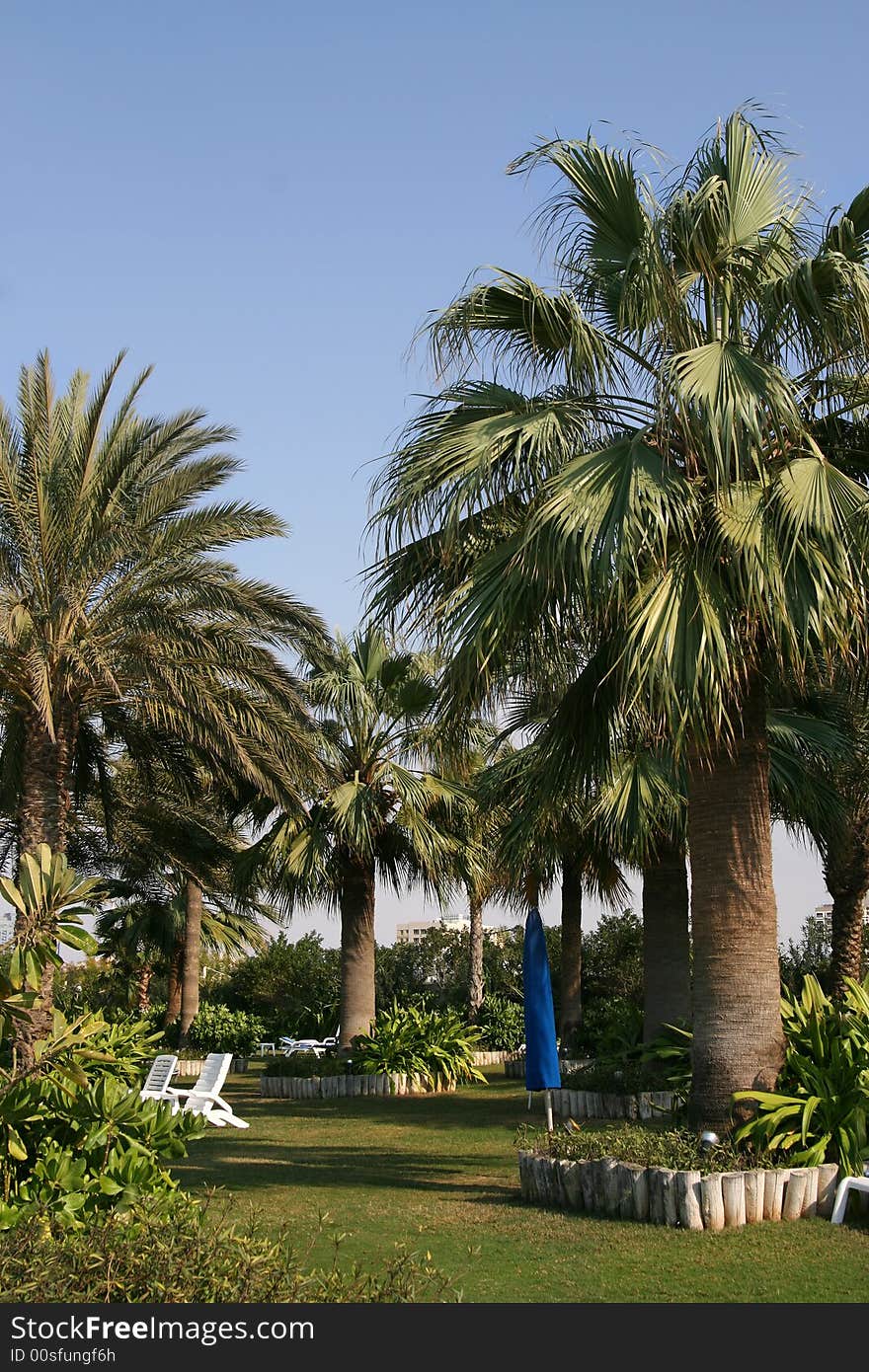 Park with palm trees