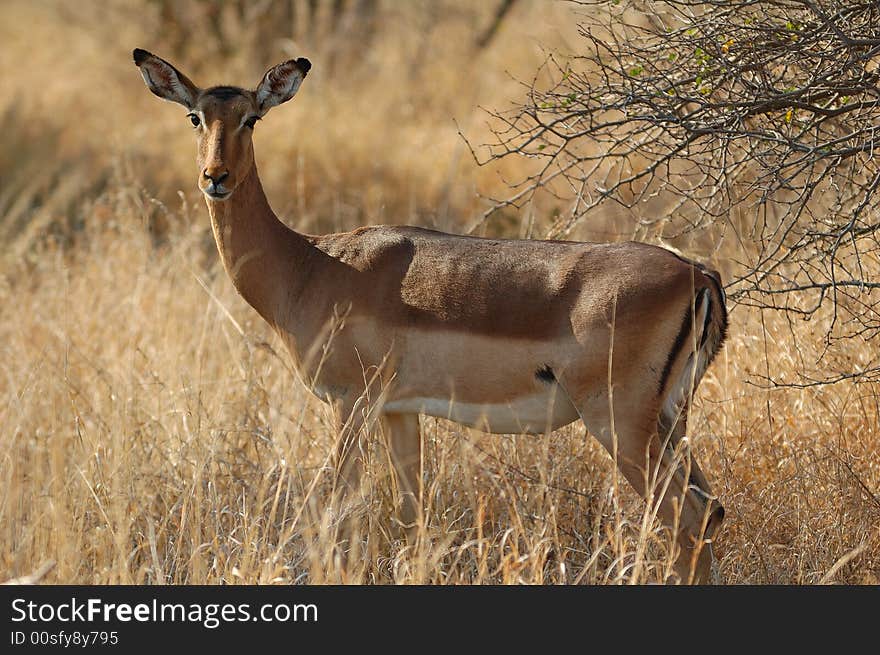 Attentive Impala female watching if the herd is in danger (South Africa). Attentive Impala female watching if the herd is in danger (South Africa)