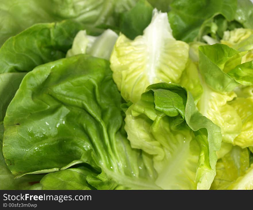 Fresh lettuce