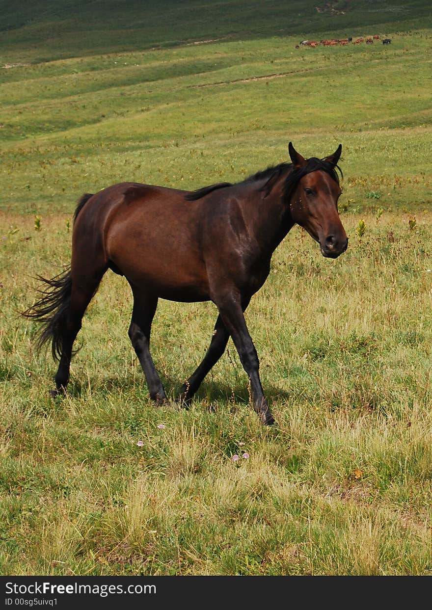 Black horse on the meadow