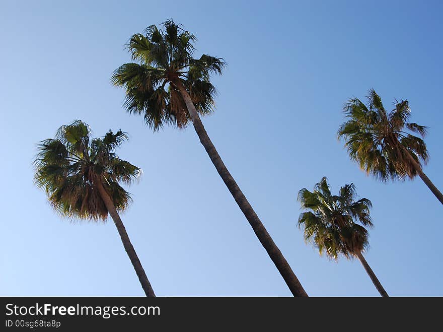 Four palms with a clear sky as background