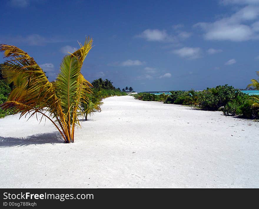 White sand beach in paradise island, maldives.