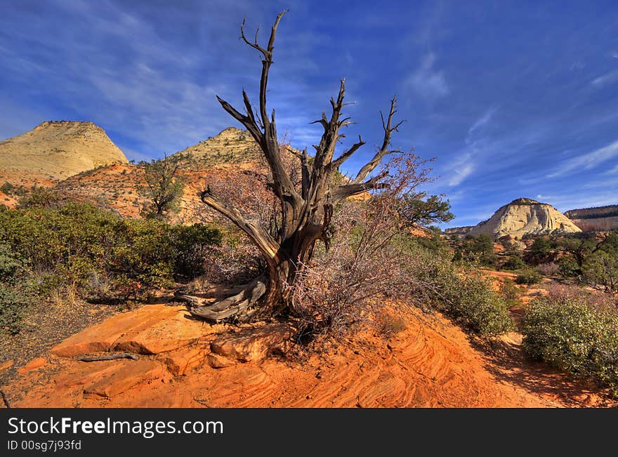 Dead Juniper tree in the checkerboard mesa. Dead Juniper tree in the checkerboard mesa