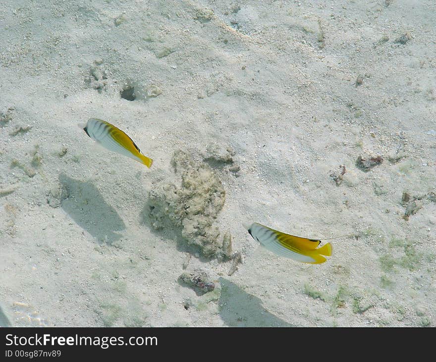 Swimming fish, clear water, in paradise island, Maldives. Swimming fish, clear water, in paradise island, Maldives