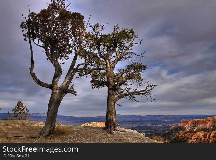 Two  Spruce Trees