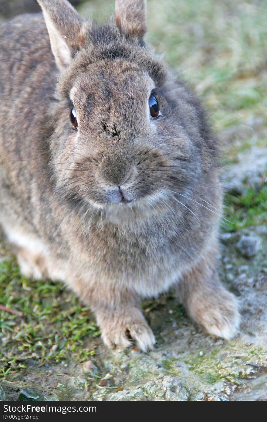 A curious looking brown bunny. A curious looking brown bunny