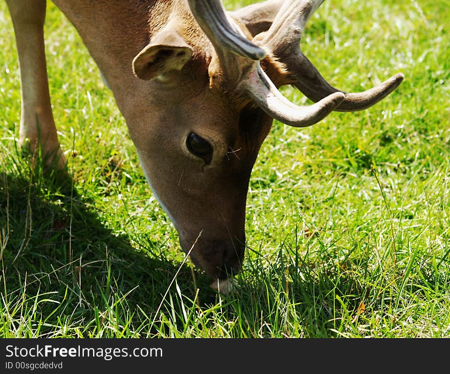 Beautiful fallow deer in park