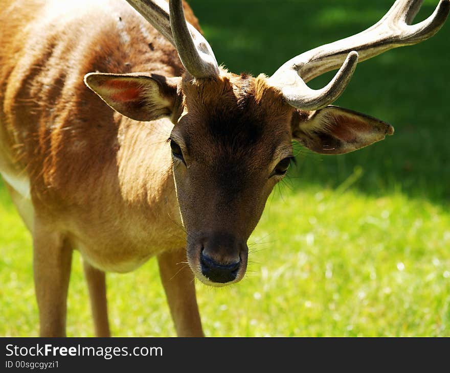 Beautiful fallow deer in park