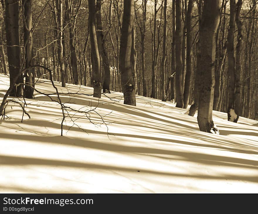 Dark forest in winter. Sunny day beauty shadows