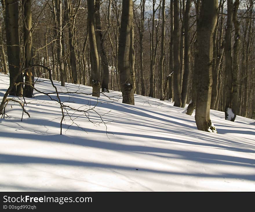 Dark forest in winter. Sunny day beauty shadows and white snow