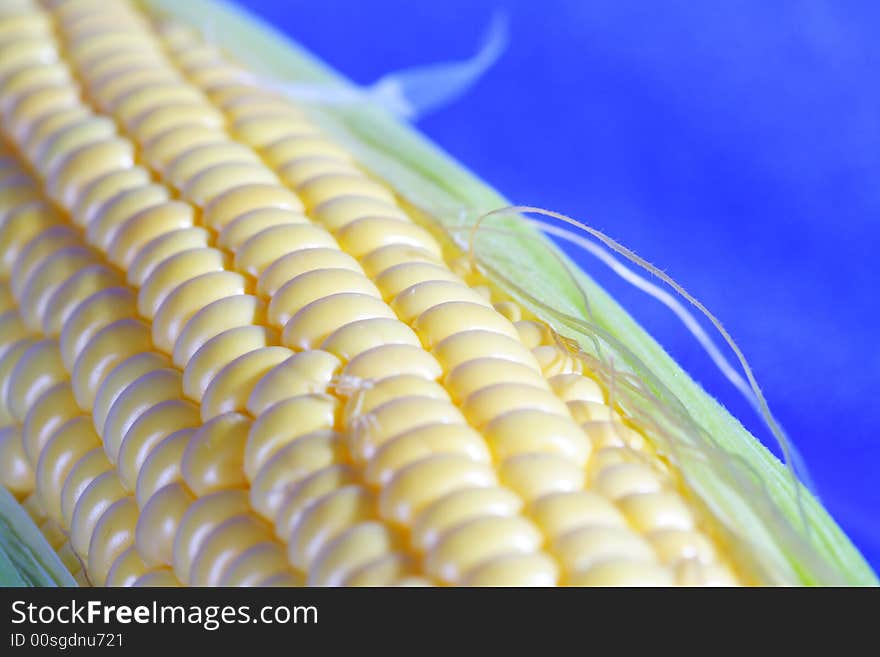 Image of an ear of corn isolated on blue blackground. Image of an ear of corn isolated on blue blackground