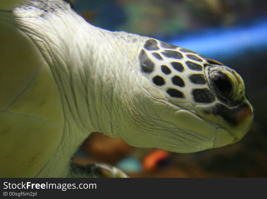 A close up of a turtle's head under the water