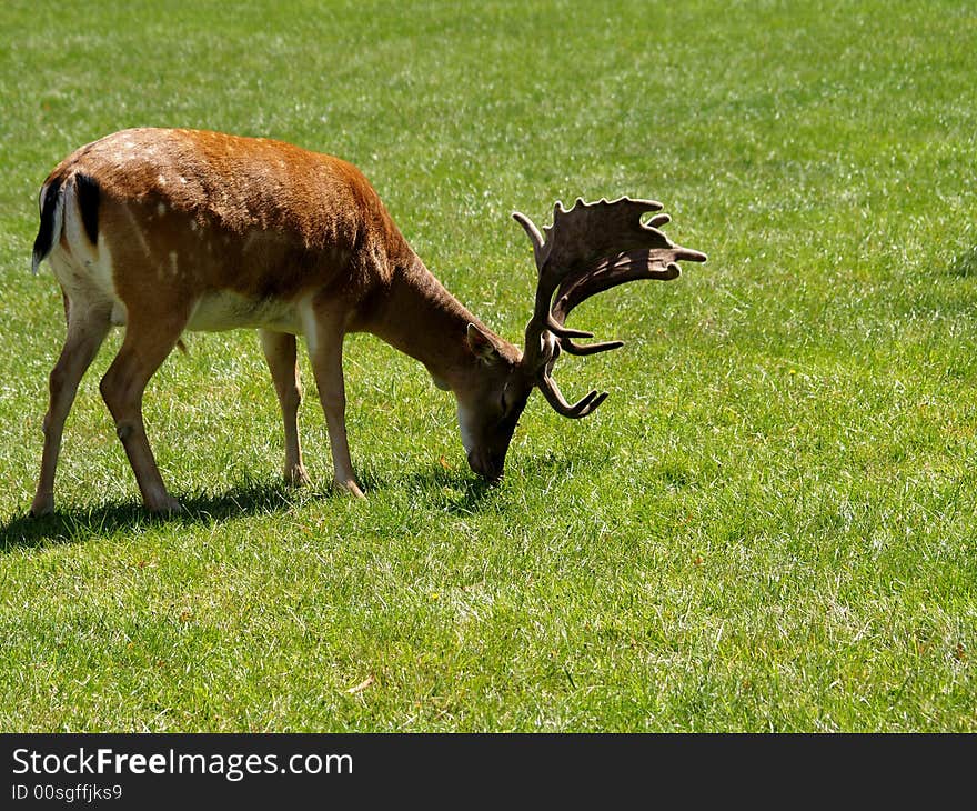 Beautiful fallow deer in park