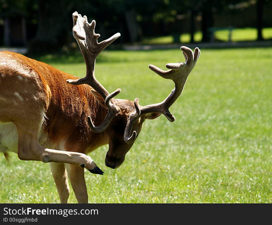 Beautiful fallow deer in park