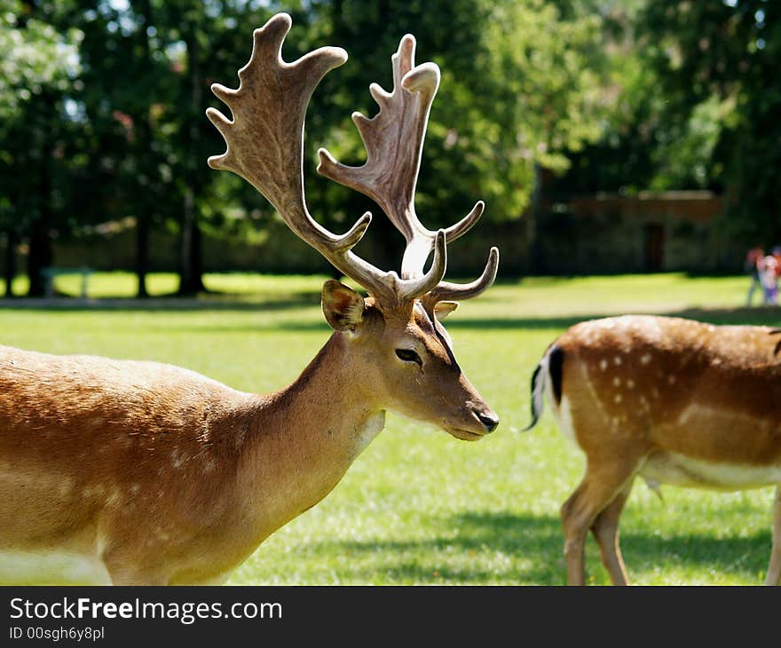 Beautiful fallow deer in park