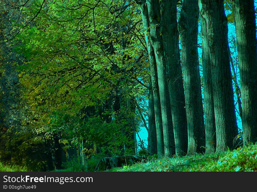 Autumn Trees