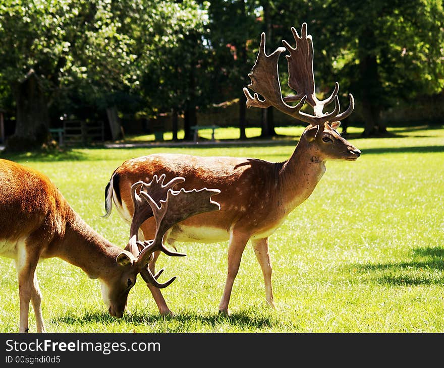 Beautiful fallow deer in park