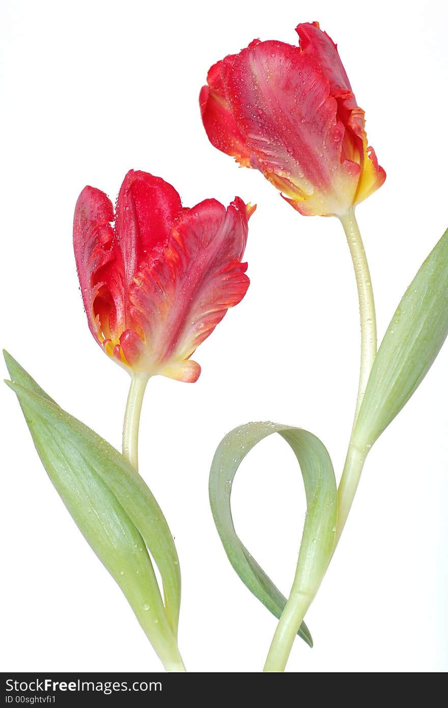 Dancing tulips