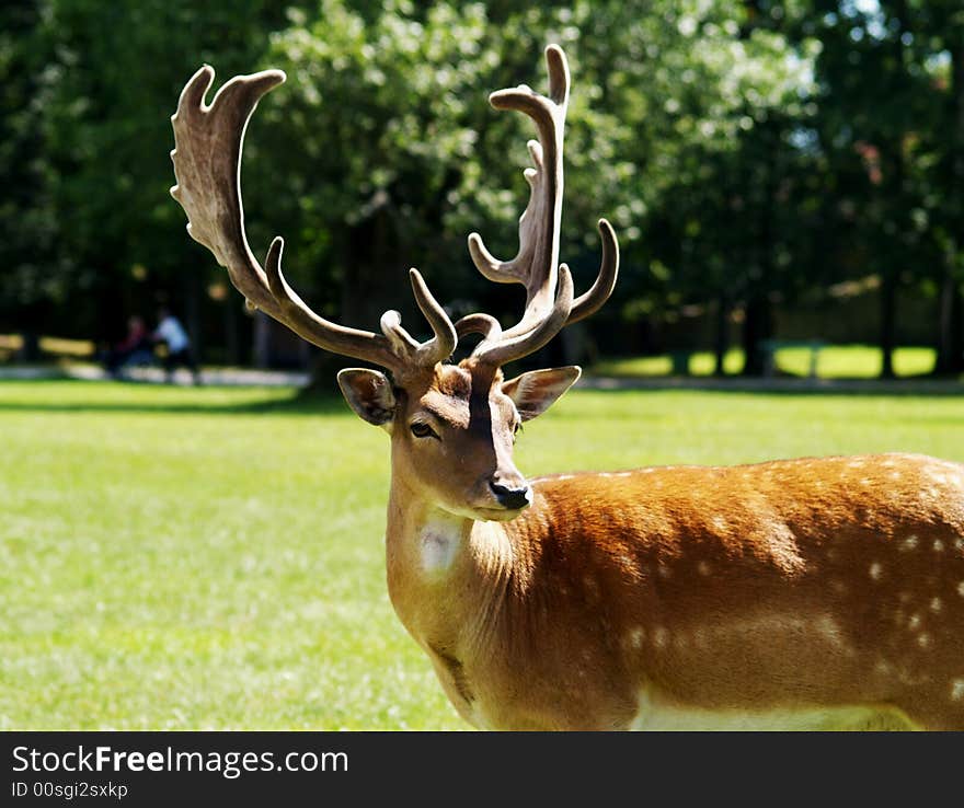 Beautiful fallow deer in park