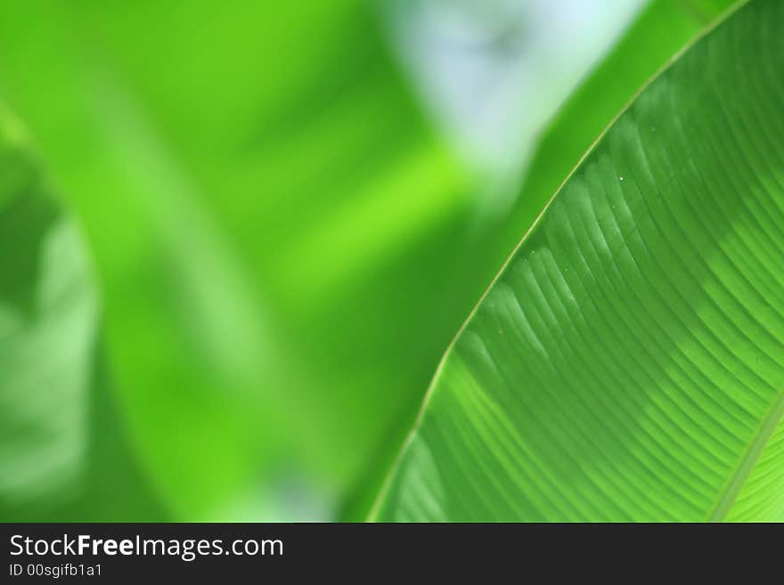 Photo of big green leaf. Photo of big green leaf