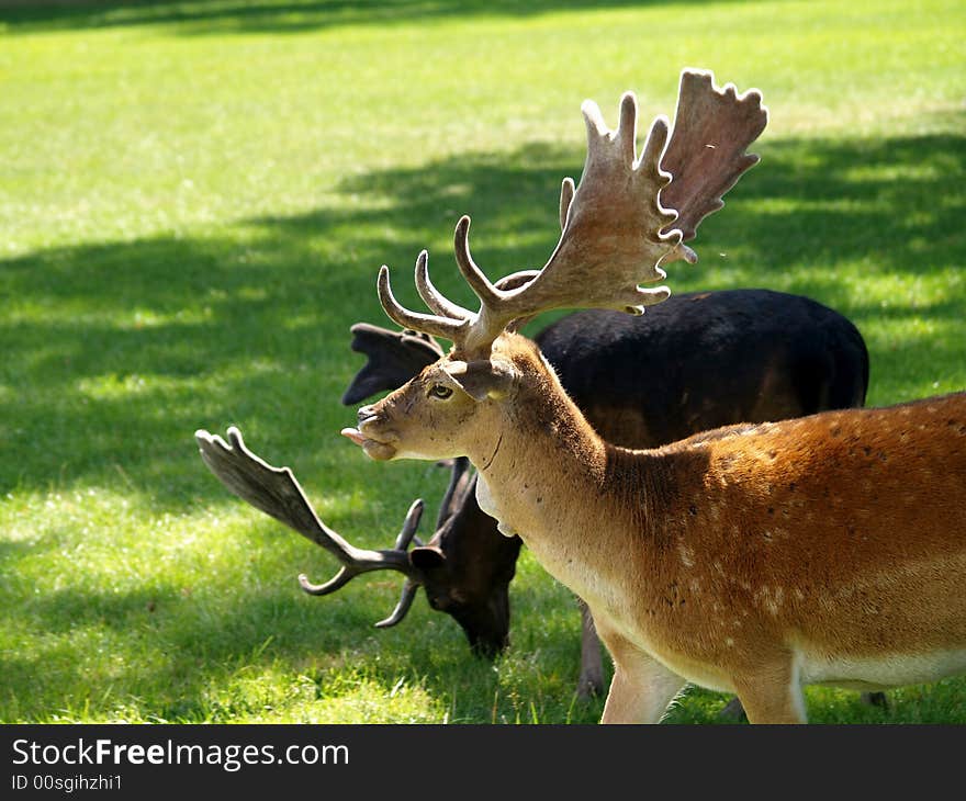 Beautiful fallow deer in park