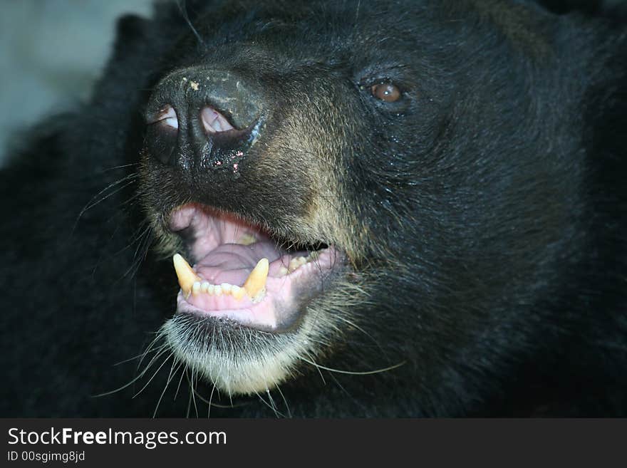 Macro of a black bear snout