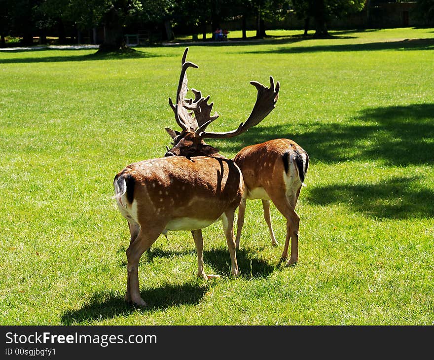 Beautiful fallow deer in park