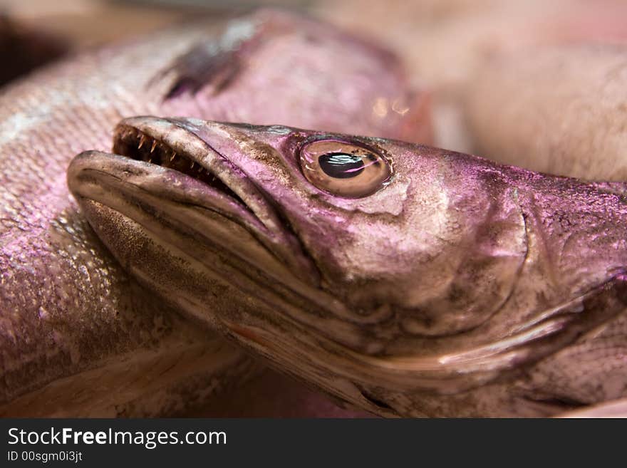 A close up showing a fishs eye. A close up showing a fishs eye.