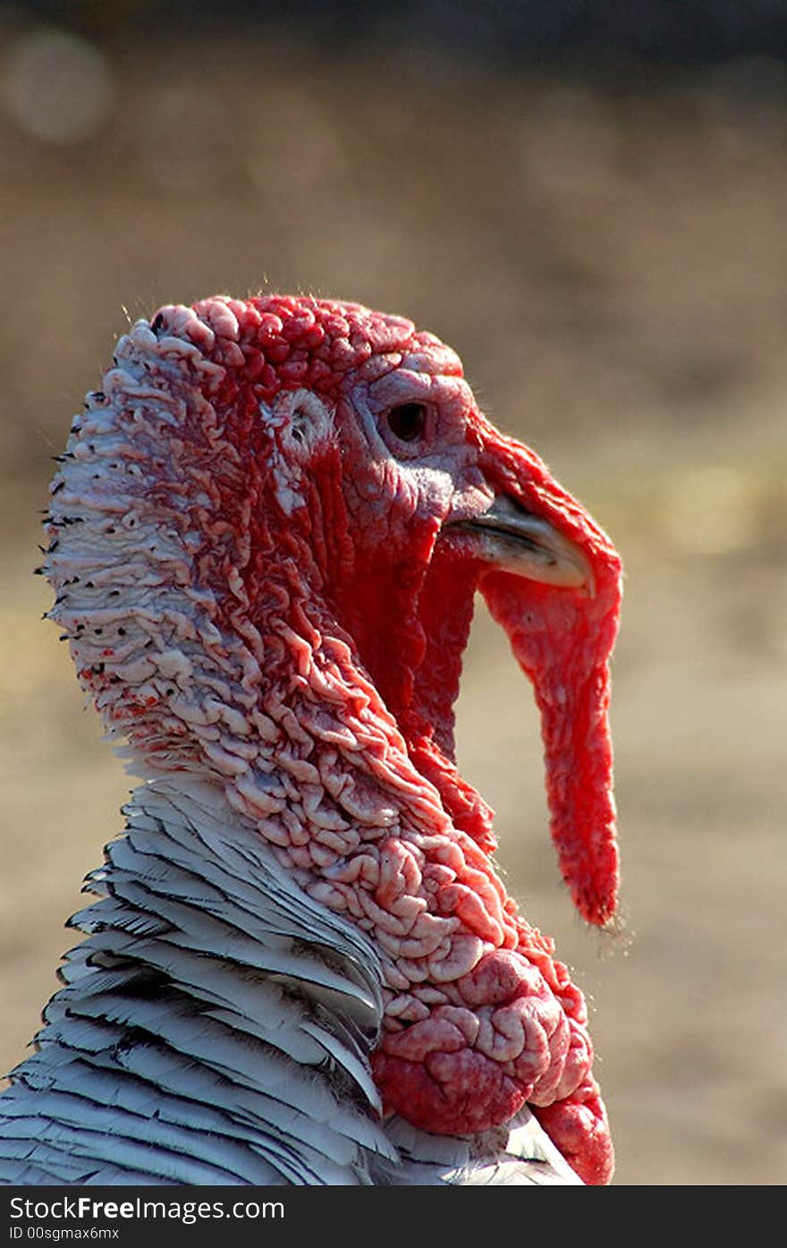 Very nice portrait of a male turkey