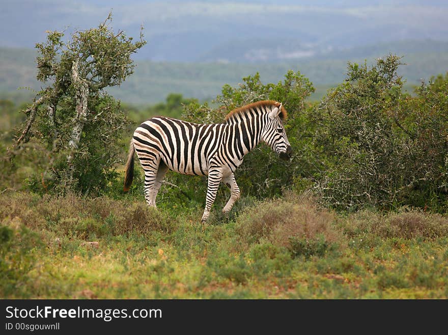 Zebra in colorful vegetation surroundings