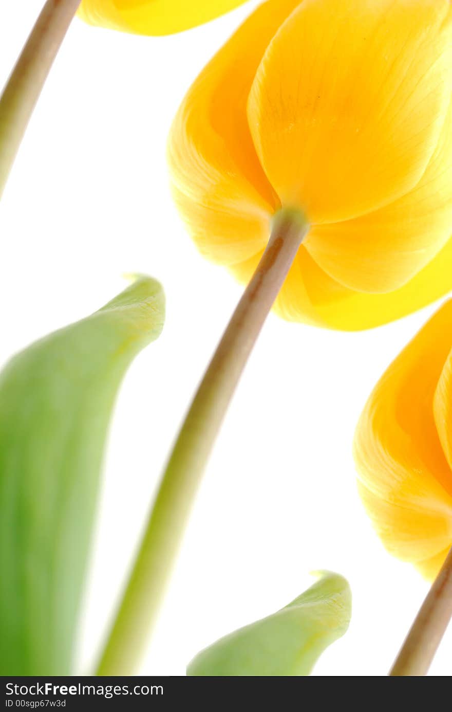 Yellow tulips isolated on white background. Yellow tulips isolated on white background.