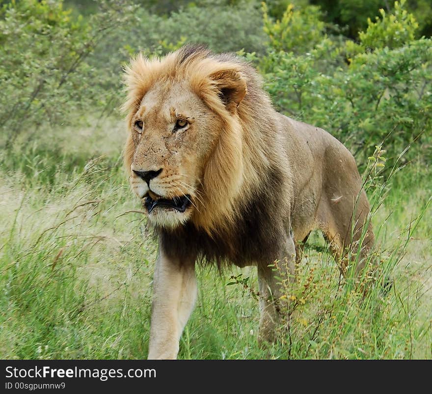 A young male lion in the Kruger Park, South Africa. A young male lion in the Kruger Park, South Africa.