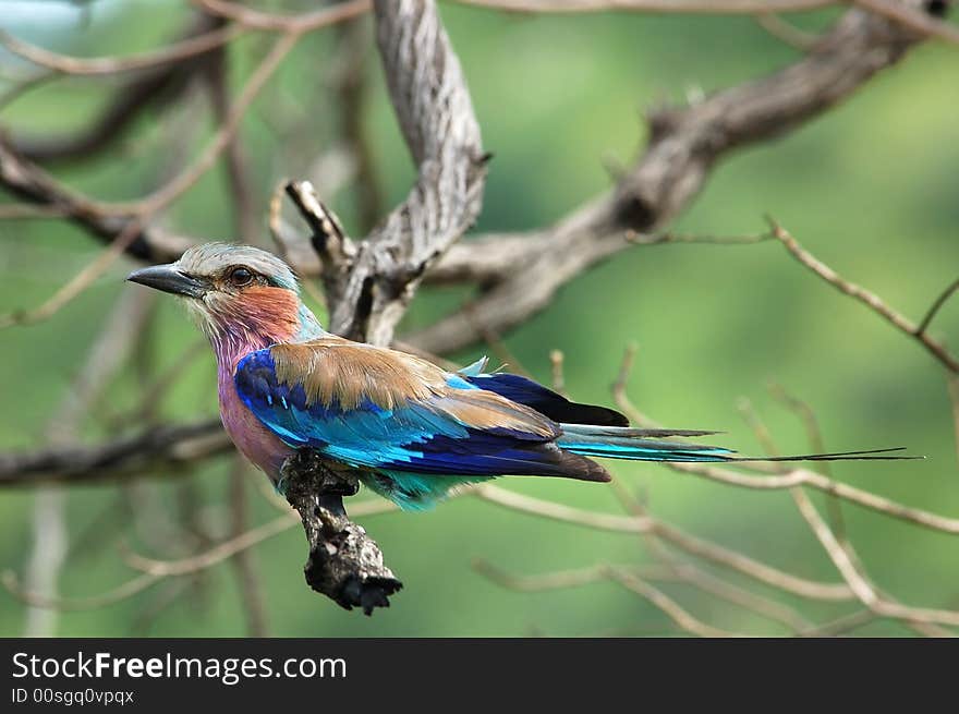 Lilacbreasted Roller