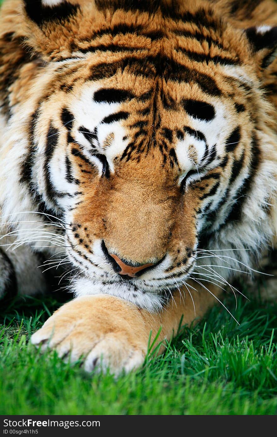 Close cropped head photograph of large Siberian Tiger resting it's head on its paw as it sleeps. Close cropped head photograph of large Siberian Tiger resting it's head on its paw as it sleeps