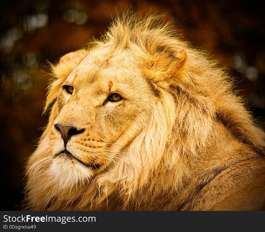 A male African Lion lying down. The Photo is taken from behind the subject as it stares back over it's left shoulder