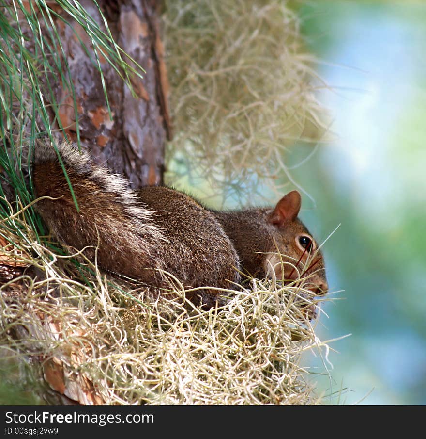 One squirrel looking feeling safe up high in a tree