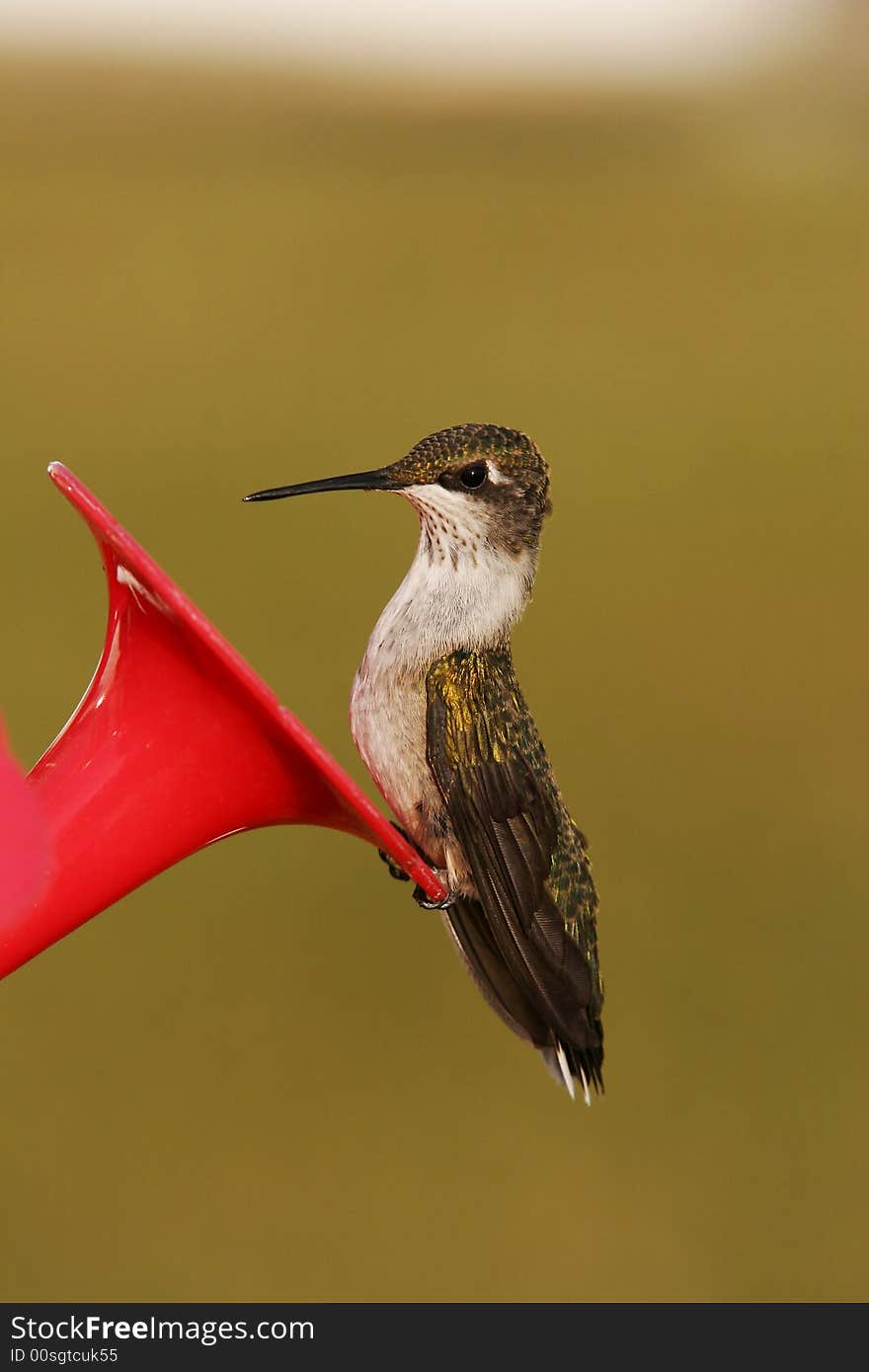 Ruby Throat Humming bird