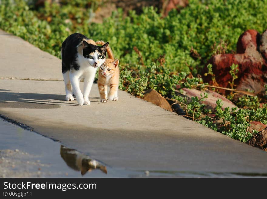 Cats taking an early morning walk. Cats taking an early morning walk