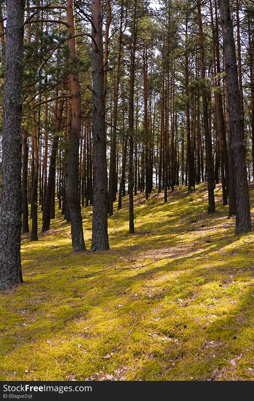 Nature series: pine forest in the spring