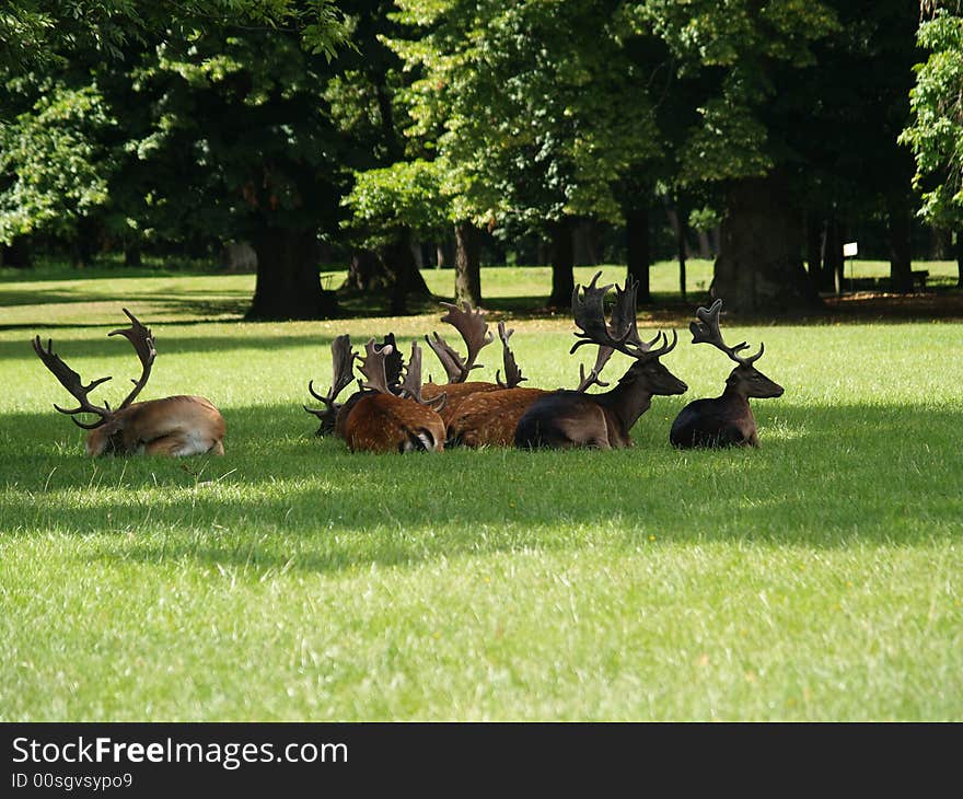 Beautiful fallow deer in park