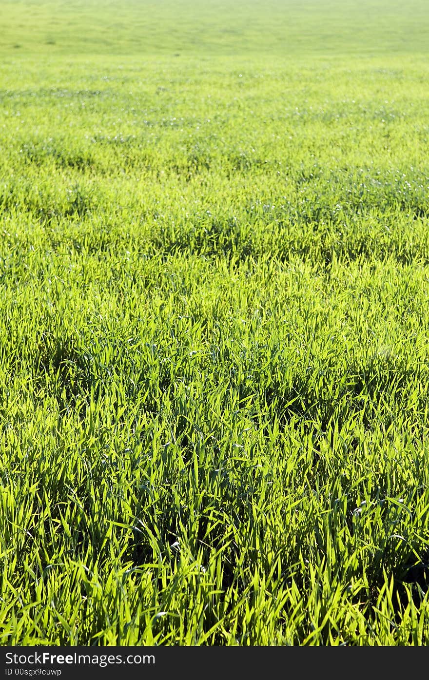 Grassland background