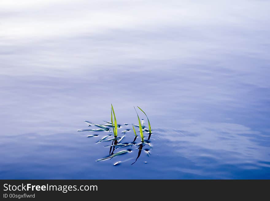 Grass blades emerging from a beautiful smooth water surface. Grass blades emerging from a beautiful smooth water surface