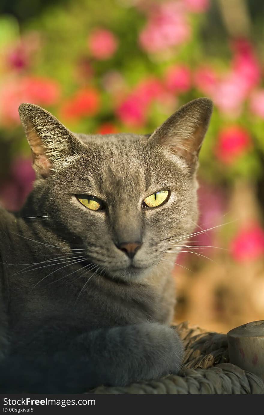 Grey cat sun bathing looking at camera