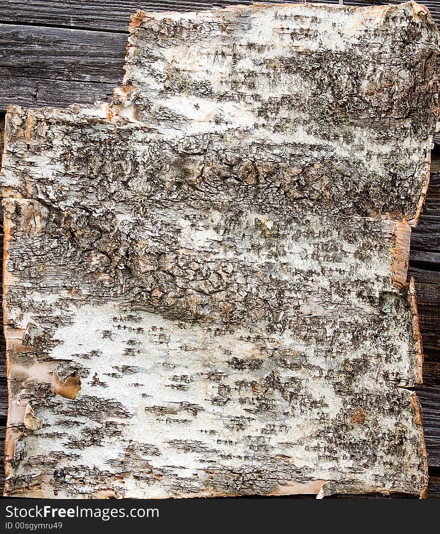 The bark of the birch which have been removed from a tree. The bark of the birch which have been removed from a tree