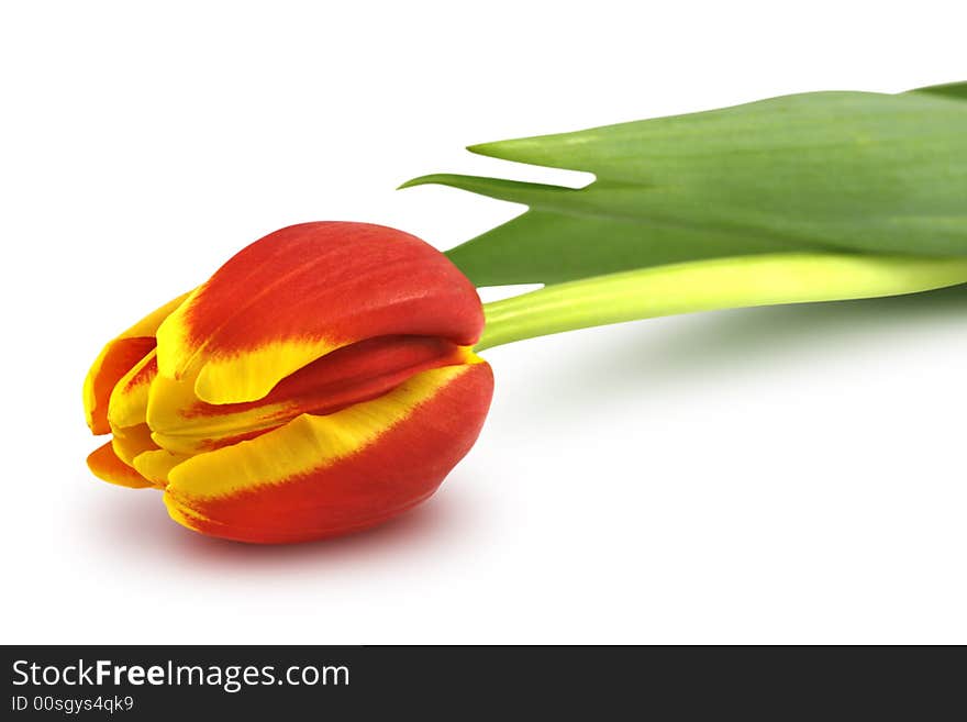 Beautiful, colorful tulip on white