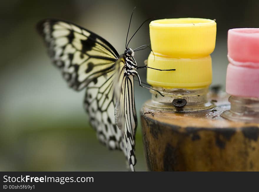 Butterfly drink