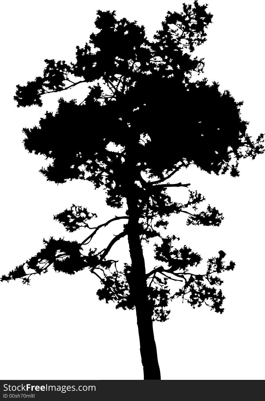 Isolated tree - 14. Silhouette. Silhouette of the tree isolated on a white background